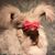 Dawn McMahon Beaucaire's profile image