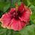 Laura Borkland Andorf's profile image