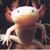 Xel Roche's profile image