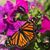 Colleen Hickey's profile image