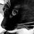 Margo Rose Sämnee's profile image