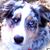 Deb Szeles's profile image