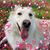 Jennifer Ware Russell's profile image