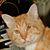 Aryeh Leib's profile image