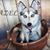 Renita Wirth's profile image