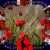 Tracy Kingstone's profile image