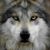 Susan Bennett McLaughlin's profile image