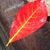Heidi Brightman's profile image