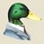 Cyle Elliott's profile image