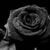 Caine Todd's profile image