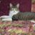 Barbara Santillo's profile image