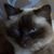 Athena Tam Hadzi's profile image