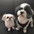 Lee Van Slyke Billington's profile image