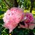 Lidia Tralha's profile image