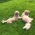Karen Tatgenhorst Cordes's profile image