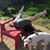 Carl Henry Fritz's profile image