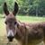 Mary Daves Lang's profile image