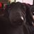 Rocco Costantini's profile image