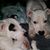 Michele Villmer's profile image