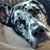 Peter James Haviland Acch's profile image