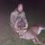 Chris Boyer's profile image