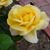 Ruthanne Goodfarb's profile image