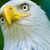 Stephen Collins's profile image