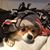 Randy Wert's profile image