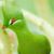 Leslie Otcasek Schneider's profile image