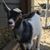 Danielle Bogner Dungan's profile image