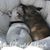 Tiffini Carollo's profile image