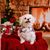 Tina M Dobbins's profile image