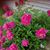 Cindy Raupp Barnett's profile image