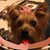 Peggy Browning's profile image