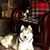 Karen Hamm Stenlund's profile image