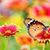 Susan Wright's profile image
