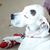 Carla Velenovsky's profile image