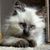 Cherie Grimes's profile image
