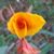 Sherry Thomas's profile image