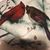 Darlene Stafney's profile image