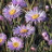 Philly_Wildflower's profile image