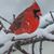 Aimee A. Demers-Thibodeau's profile image