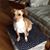 Diana Boggs's profile image