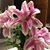 Donna Rollie's profile image