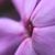Svetlana Tsalik's profile image
