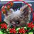 Larry Boyer's profile image