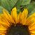 Shelly Smith's profile image