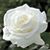 Elaine McNeese's profile image