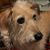 Melanie Wright's profile image