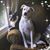 Tracy Lynn Spivey Lankford's profile image